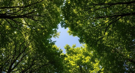Obraz premium Looking up through a canopy of green leaves and branches against a blue sky