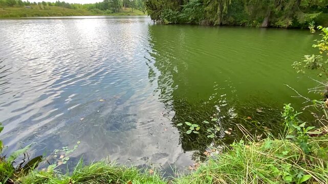 Green Pond Surface with Aquatic Plants.