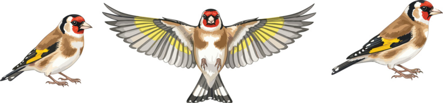 European Goldfinch bird illustration with perched and flying poses, colorful plumage design, wildlife concept, ornithology study, flat vector graphic