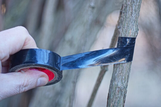 A hand wraps black electrical tape around a gray bush branch on a daytime street