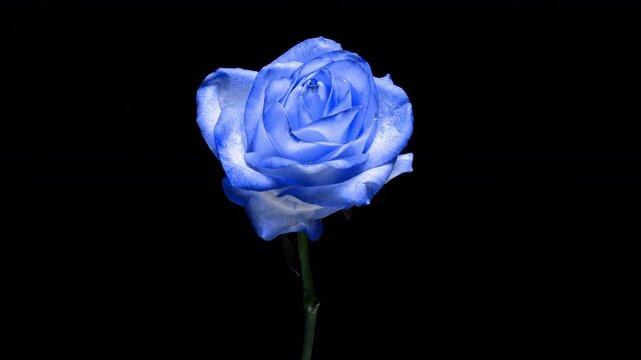 A close-up time-lapse of a blue rose fading against a black background. This high-detail footage captures the elegance and melancholy of natural decay, symbolizing time and transformation.