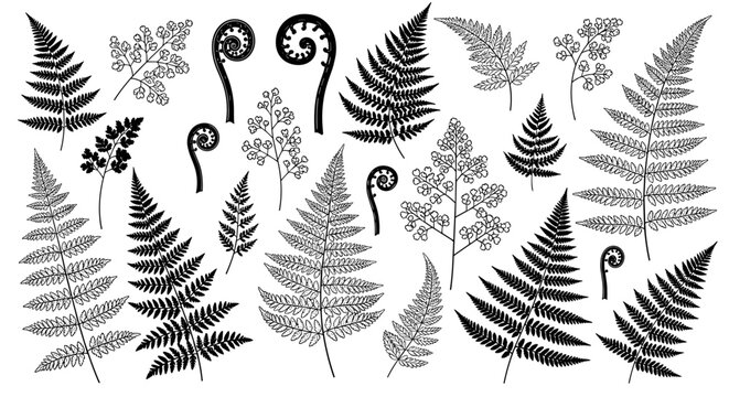 Collection of detailed black and white fern illustrations showcasing various frond shapes and unfurling fiddleheads on a clean white background