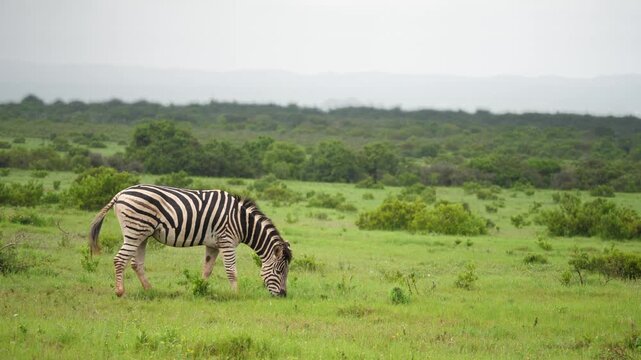 Lone zebra grazing in lush green savanna of Addo Elephant National Park South Africa
