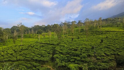 Obraz premium Spread of Green Tea Plantations Under a Clear Morning Sky