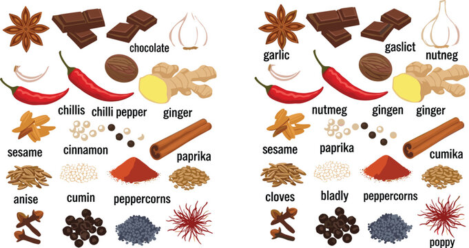 Indian spices ingredients collection with labeled herbs chili ginger cinnamon garlic nutmeg and masala powders vector illustration isolated on white background