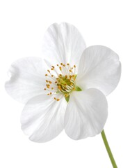 Obraz premium Close-up of a delicate white flower with five petals, yellow center, and green stem against a stark white backdrop