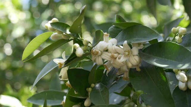 Closeup of blooming Citrus aurantium flowers revealing delicate neroli source. Orange blossoms are essential in perfume production, rich scent used in luxury fragrance compositions. Niche perfumery