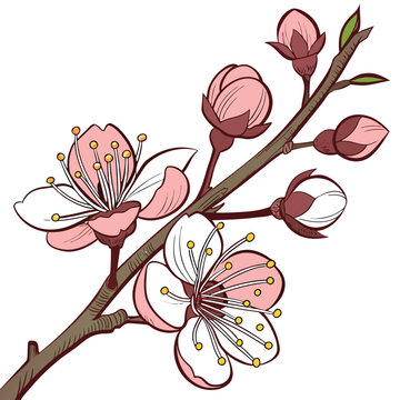 zenobia pulverulenta flower