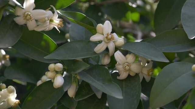 Footage of orange tree flowers and buds swaying in wind during gentle spring rain in garden. Closeup of blooming Citrus aurantium flowers revealing delicate neroli source.