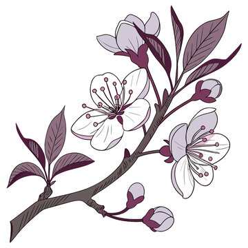 zenobia pulverulenta flower with branch on white backlground