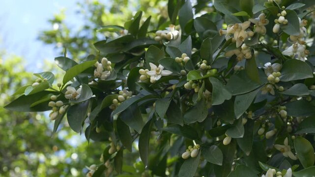 Orange tree covered with white blossoms in garden environment. Citrus aurantium flowering tree creates lush natural landscape in spring season