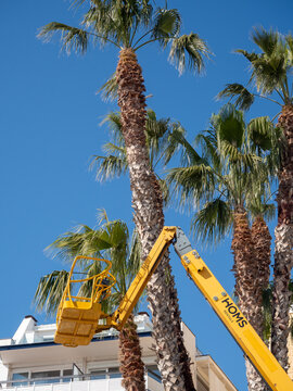 Boom lift trimming palm trees  in Spain