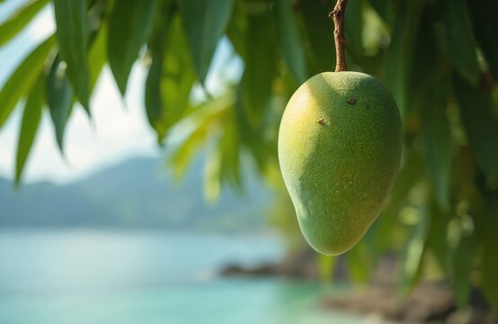 Unripe green mango hangs from tree branch. Tropical foliage blurred background with ocean sea water and island hills. Healthy fruit grows on tree.