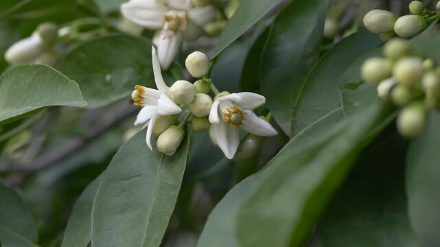 Closeup of Citrus aurantium orange blossoms used in natural skincare and aromatherapy. Orange flowers provide neroli extract applied in cosmetics, wellness products and organic beauty formulations