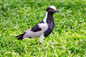 Fototapeta premium Nahaufnahme eines Schmiedekiebitz (Vanellus armatus) oder auch Waffenkiebitz, der von der Sonne bestrahlt auf einer Wiese steht