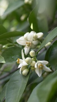 Macro view of white Citrus aurantium blossoms in full bloom, highlighting soft petals and detailed structure. Orange flowers known as neroli are prized in perfumery for their rich aromatic properties