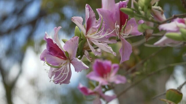 Orchid tree blossom with soft pink petals in sunlight. Bauhinia variegata highlights ornamental plant and spring blooming tree in natural environment. Spring in Cyprus