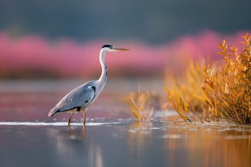 Naklejka premium Grey heron wetland shallow water calm sunrise scene with pastel pink background reeds and reflective surface in marsh habitat hunting wading bird poised for prey