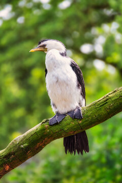 Nahaufnahme von unten von einer Kr&auml;uselscharbe oder Australische Zwergscharbe (Microcarbo melanoleucos) die auf einem Ast vor unscharfem Hintergrund sitzt 