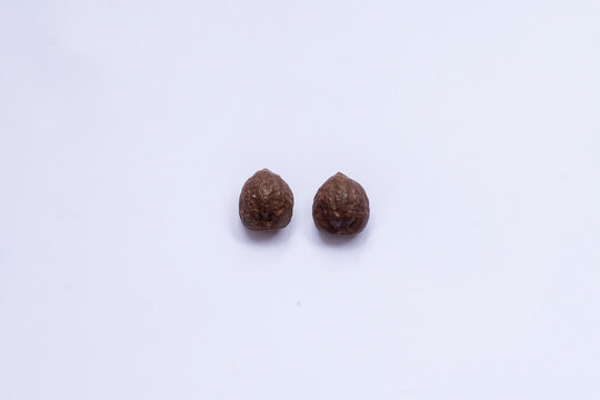 Candlenut (Kemiri) Natural Spice for Traditional Oil Ingredient