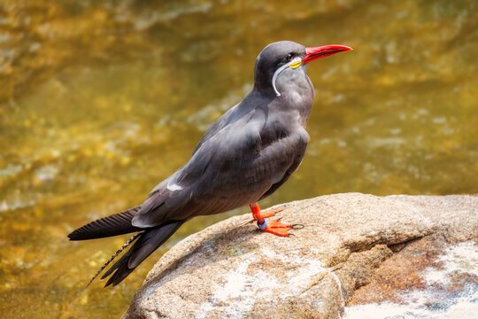Seitliche Nahaufnahme einer Inkaseeschwalbe (Larosterna inca) die auf einem gro&szlig;en Stein vor einem kleinen Bach in der Sonne sitzt