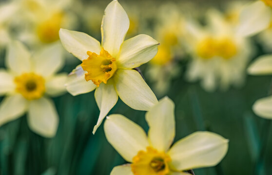 Primo piano di un campo di narcisi in primavera