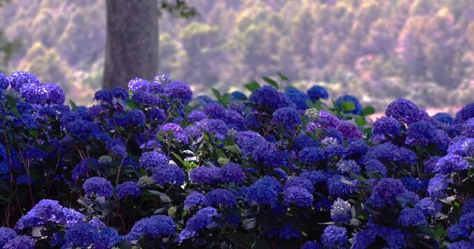 A serene motion of vibrant blue hydrangea macrophylla flowers swaying gently in a lush garden under bright sunlight with trees in background, creating a peaceful and natural botanical scene