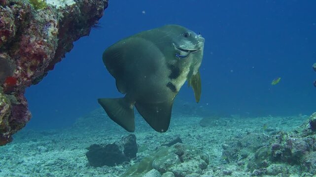Fish cleaning station underwater with a round batfish being cleaned by cleaner wrasse, in motion and dynamic