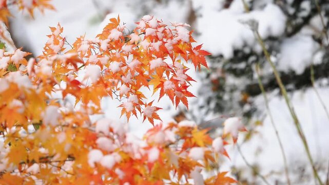 雪景色。紅葉に積もる雪。秋から冬への移ろい。長野。
