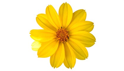 Obraz premium Close-up of a bright, vibrant, daisy-like flower, showcasing yellow petals radiating from a central, textured, brown core against a pure white backdrop