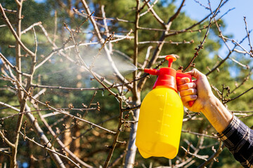 gardener spraying insecticidal soap on fruit tree branches against aphids and other pests. garden care in spring