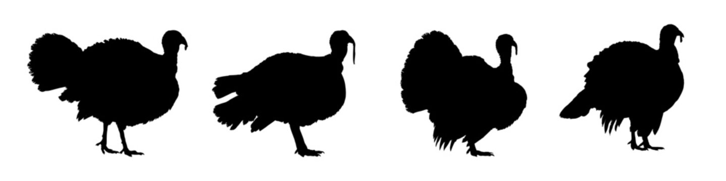 Set of turkey silhouette - vector illustration	