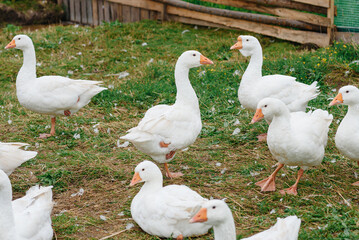 Obraz premium white geese in wooden paddock on green grass in farm in summer day