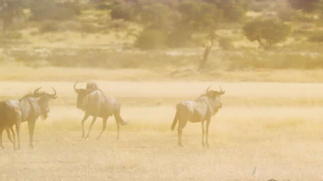Blue Wildebeest Adult Immature Herd Running Trotting Dry Season in South Africa in dust.