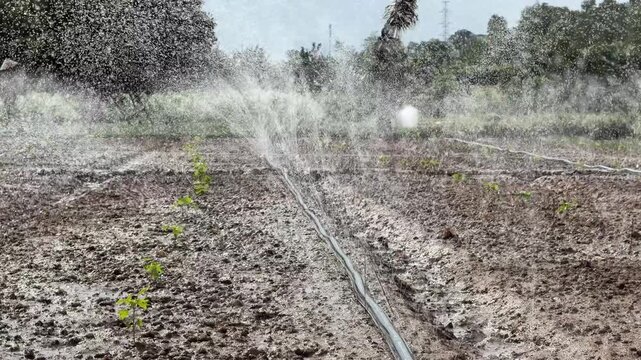 Close footage shows water streams hitting soil and breaking into droplets, with rural vegetation softly visible behind the irrigated area. Water flow.