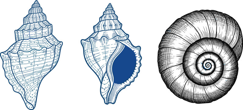 Hand-Drawn Seashell Illustrations in Detailed Vintage Style for Beach, Coastal, and Ocean-Themed Design Projects