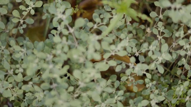 Close Up Helichrysum Petiolare Tree Front Yard Garden, A cinematic video of Helichrysum Petiolare in yard, revealing soft silvery and delicate leaf, perfect for botanical documentary and nature film.