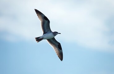 Obraz premium Mottled petrel bird flies over blue sky with clouds. Seabird has patterned feathers and spreads its wings wide open. Wildlife fauna in motion during daytime.
