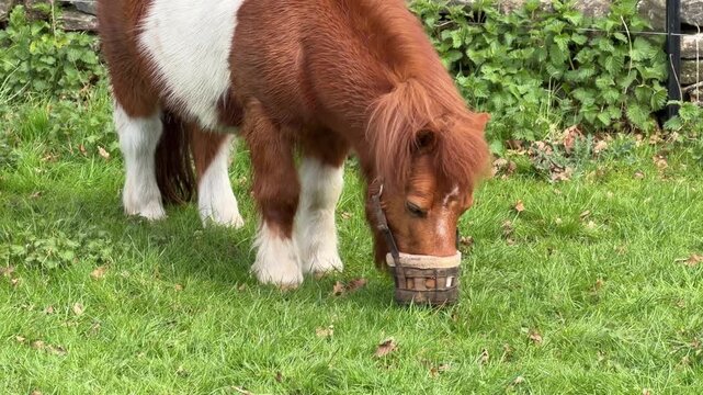 Miniature horse eating grass close up