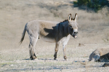 Obraz premium Mini donkey on rural Texas farm, standing in field braying.