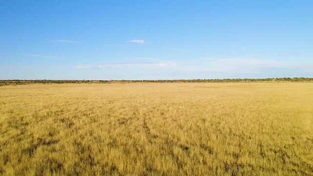 Drone footage of Savanah of Botswana.