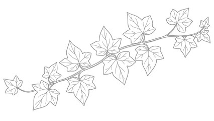 Outline of an ivy vine with leaves on a white background © Umi