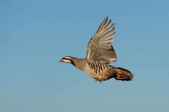 Chukar Partridge - Flight