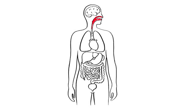 Throat inflammation pain