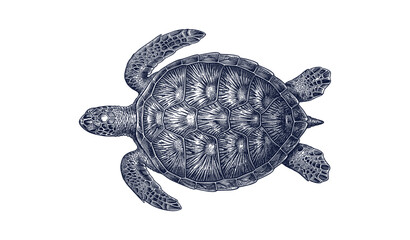 Fototapeta premium Detailed illustration of a sea turtle with textured shell on white background