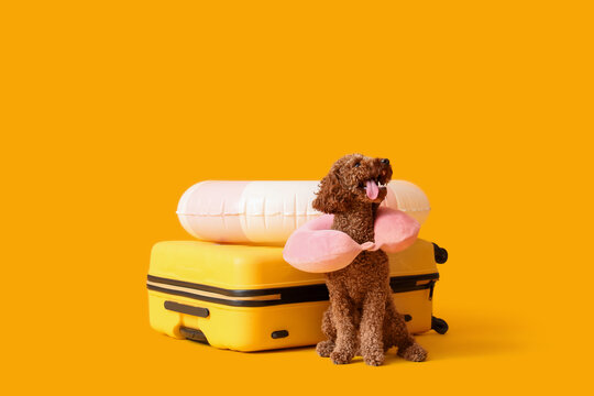 Cute Toy Poodle with suitcase, inflatable ring and travelling pillow on yellow background