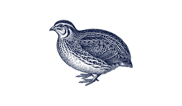 Detailed vintage quail illustration with intricate feather patterns