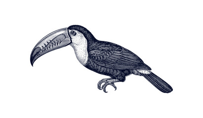 Obraz premium Detailed monochrome illustration of a toucan with prominent beak and feathers