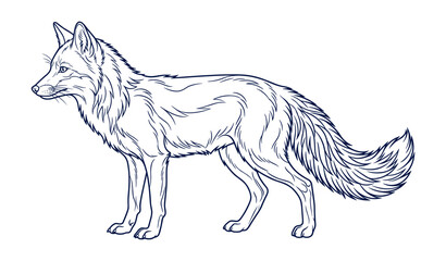 Obraz premium Intricate line drawing of a standing wolf with detailed fur illustration