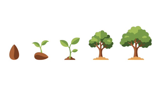 Illustration of a Tree's Life Cycle, Growth Stages from Seed to Mature Tree on White